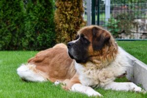 saint-bernard