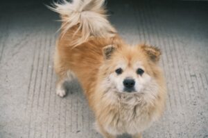 spitz
