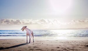 UV et peau du chien