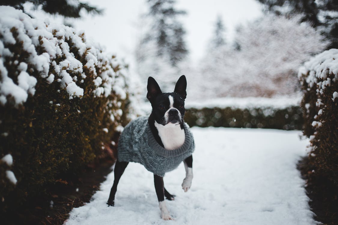 Zoom sur le Boston terrier Le blog tails