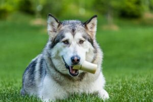 calcium et alimentation du chien