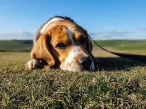 mon chien a-t-il mal ?