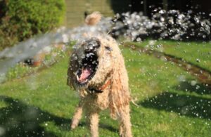 chien en été chaleur