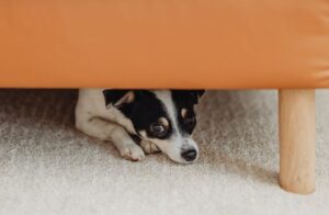 chien qui a mal au ventre