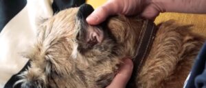 oreilles du chien nettoyage