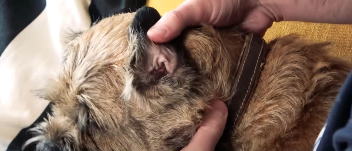 Vidéo : comment nettoyer les oreilles du chien - Le blog