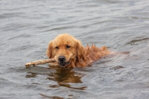chien qui nage natation