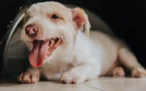 les chiens transpirent halètement thermorégulation