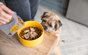 tails . com comment ça marche