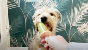 glace concombre fraise bear