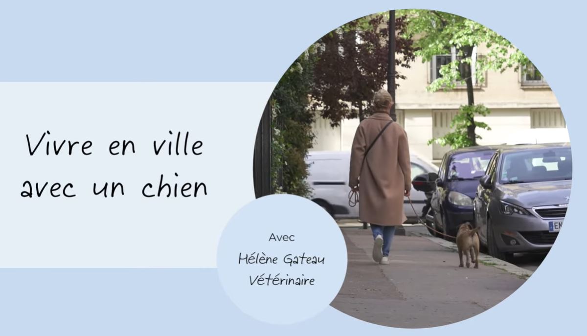vivre en ville avec un chien
