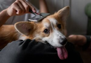 toiletter son chien la brosse