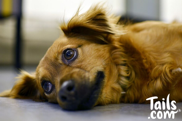 anxiété chez le chien