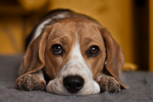 habituer un chien aux faux d'artifice