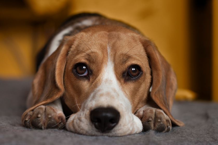 habituer un chien aux faux d'artifice