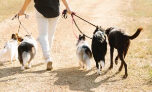 derrière glandes anales chiens