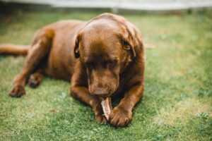 le chien carnivore ou pas