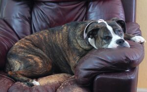 dépression saisonnière chez le chien oui ou non