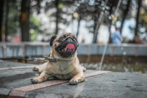 hypertypes chien carlin