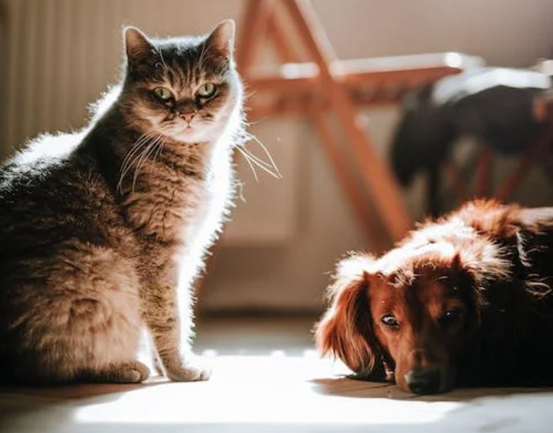 entre chien et chat