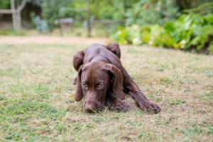 chien soupire