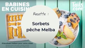 glace pour chien sorbet pêche melba
