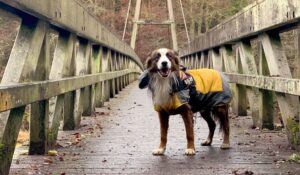 manteau pour chien