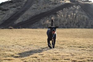 chien heureux