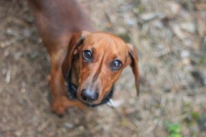 comment voit un chien