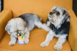 quel cadeau utile pour chien