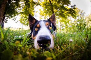 5 sens du chien