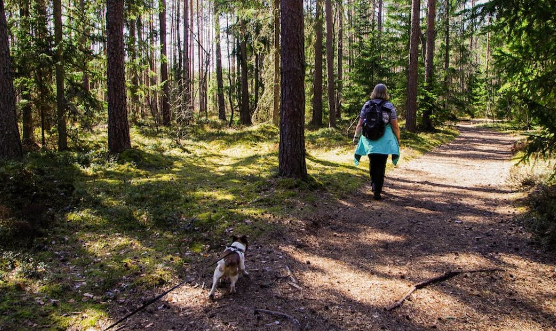 Foret et chenilles processionnaires