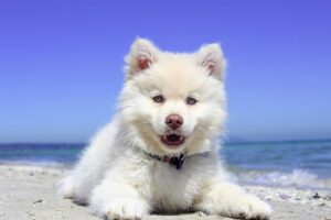 Comment calculer l'age d'un chien