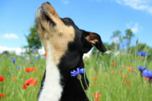 chien au printemps