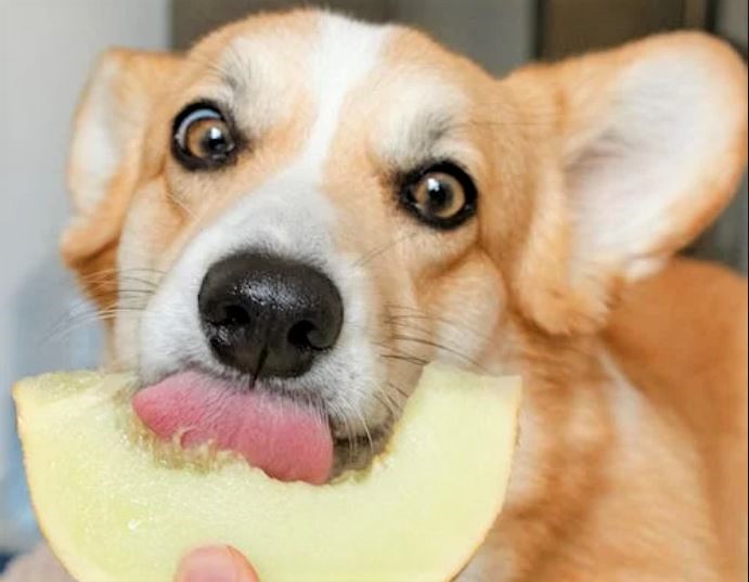 Comment fonctionne le goût chez le chien ? - Le blog