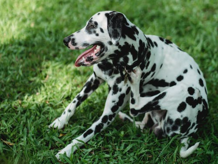 chien qui se gratte rhume des foins