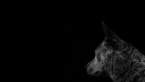 entre chien et loup