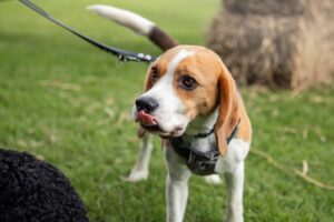les allergies au pollen chez le chien