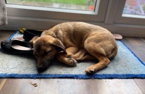 combien de temps dorment les chiens