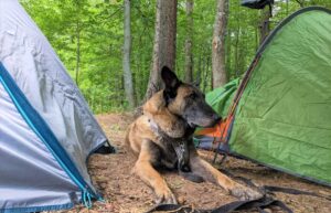 Au camping avec un chien