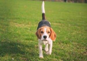 jardin pour chien