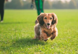 peigne anti-puces pour chien en été