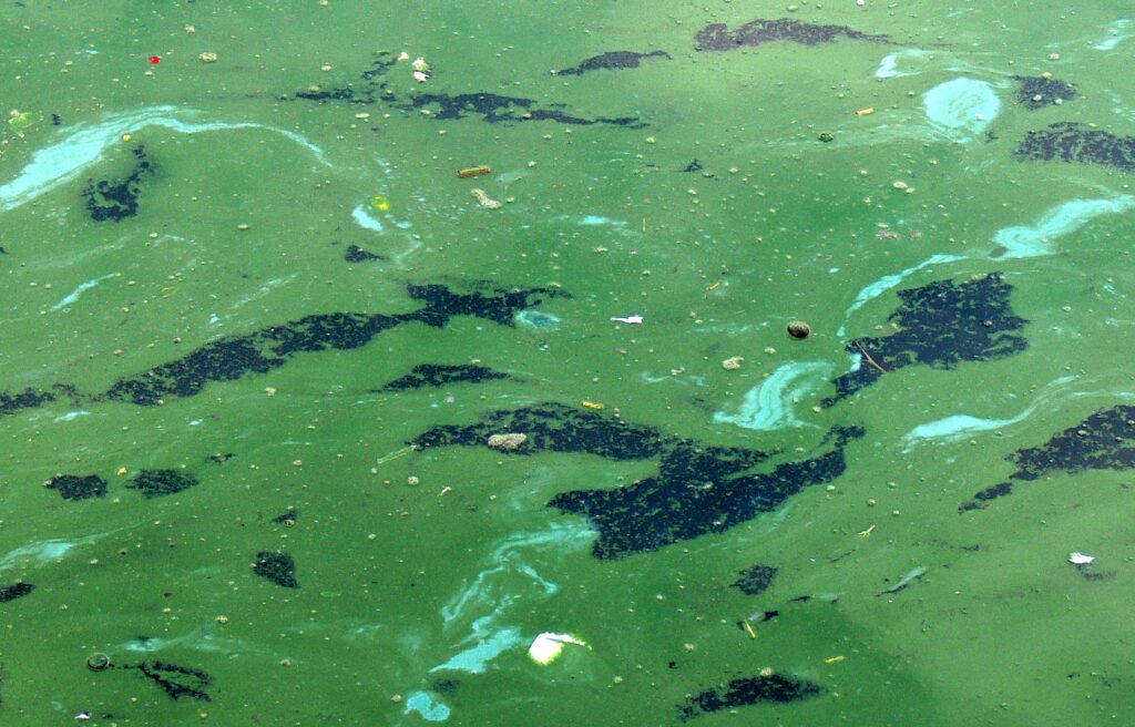 algues bleues cyanobactéries