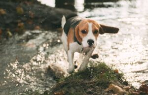 chien qui se baigne en absence de cyanobactéries