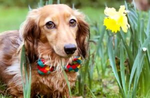 Rappel de printemps le chocolat est toxique pour les chiens