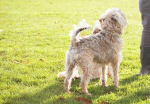 La santé de votre chien au quotidien