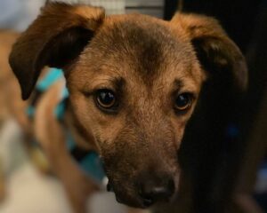Sora le chien a-t-elle peur du noir