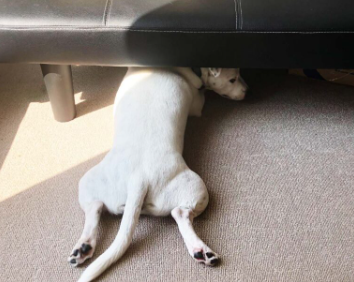 positions de sommeil du chien : les quatre pattes étendues