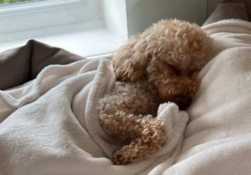 chien qui dort dans une couverture