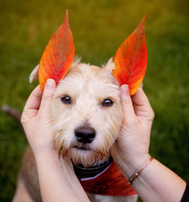 Idée de photo de chien avec des feuilles